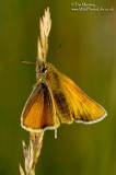 Small Skipper